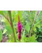 Cockscomb, Pink and White Mix Seeds (Certified Organic)