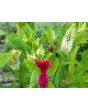Cockscomb, Pink and White Mix Seeds (Certified Organic)