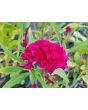 Cockscomb, Pink and White Mix Seeds (Certified Organic)