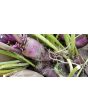 Leaf Radish 'Sasai' Seeds (Certified Organic)