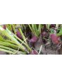 Leaf Radish 'Sasai' Seeds (Certified Organic)