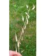 Leaf Radish 'Sasai' Seeds (Certified Organic)