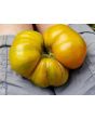 Tomato 'Beauty King' 