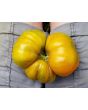 Tomato 'Beauty King' 