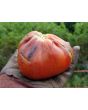Tomato 'Blue Pear'