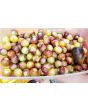 Tomato 'Blue Cream Berries' 