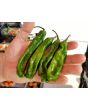 Hot Pepper 'Ghostly Jalapeno' Seeds (Certified Organic)