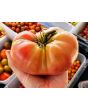 Tomato 'Lithuanian'