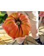 Tomato 'Rufus Carrigan's Mexican Pink'