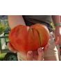 Tomato 'Rufus Carrigan's Mexican Pink'