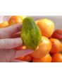 Tomato 'Mint Julep' AKA ‘Michael Pollan’ Seeds