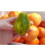 Tomato 'Mint Julep' AKA ‘Michael Pollan’ Seeds