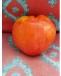 Tomato 'Orlinyi Klyuv' AKA 'Eagle’s Beak' 