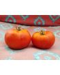 Tomato 'Chalk's Early Jewel' 