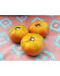 Tomato 'Mr. Brown Pink' 