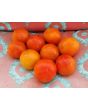 Tomato 'Sweet n' Bright'