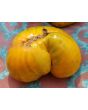Tomato 'Big Orange Stripe' 