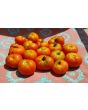 Tomato 'Bloody Butcher'