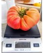 Tomato 'Brandywine'