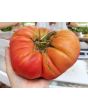 Tomato 'Brandywine'