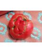 Tomato 'Brandywine'