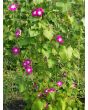 Morning Glory 'Split Personality' Seeds (Certified Organic)