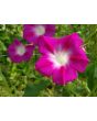Morning Glory 'Split Personality' Seeds (Certified Organic)