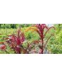Amaranth 'Intense Purple' Seeds (Certified Organic)