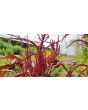 Amaranth 'Intense Purple' Seeds (Certified Organic)