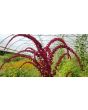 Amaranth 'Intense Purple' Seeds (Certified Organic)