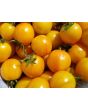 Tomato 'Sunrise Bumblebee' 