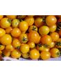 Tomato 'Sunrise Bumblebee' 