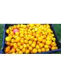 Tomato 'Large Yellow Cherry' 