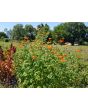 Mexican Sunflower 'Red and Orange Torch Mix' Seeds (Certified Organic)