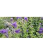 Salvia 'Blue Monday' Seeds (Certified Organic)