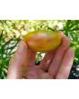 Tomato 'Lucky Tiger' 