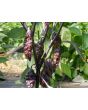 Hot Pepper 'Redgum Tiger MAMP x Chocolate Nagabrains' Seeds (Certified Organic)