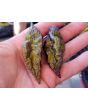 Hot Pepper 'Redgum Tiger MAMP x Chocolate Nagabrains' Seeds (Certified Organic)