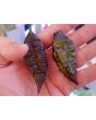 Hot Pepper 'Redgum Tiger MAMP x Chocolate Nagabrains' Seeds (Certified Organic)