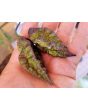 Hot Pepper 'Redgum Tiger MAMP x Chocolate Nagabrains' Seeds (Certified Organic)