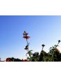 Mexican Sunflower 'Red and Orange Torch Mix' Seeds (Certified Organic)
