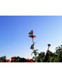 Mexican Sunflower 'Red and Orange Torch Mix' Seeds (Certified Organic)