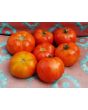 Tomato 'Abe Lincoln' Plant