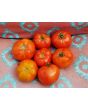 Tomato 'Abraham Lincoln'