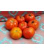 Tomato 'Abraham Lincoln'