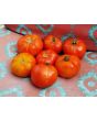 Tomato 'Abraham Lincoln'