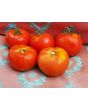 Tomato 'Costoluto Fiorentino' 