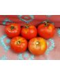Tomato 'Costoluto Fiorentino' 