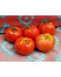 Tomato 'Costoluto Fiorentino' 