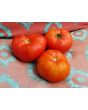 Tomato 'Chalk's Early Jewel' 